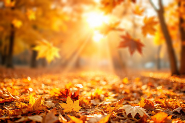 Autumn,Natural,Bokeh,Background,With,Maple,Trees,In,Park,With